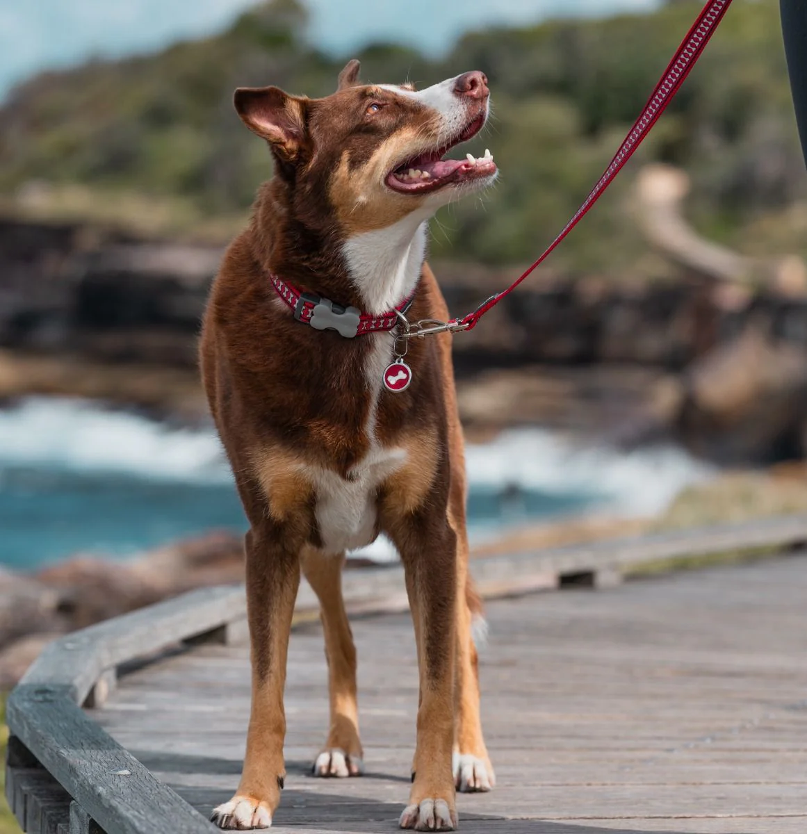 Red Dingo ID Tag Comic Bone - Image 3