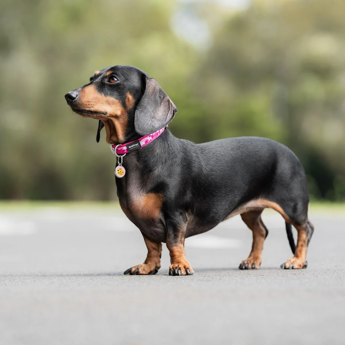 Red Dingo ID Tag Cookie - Image 3