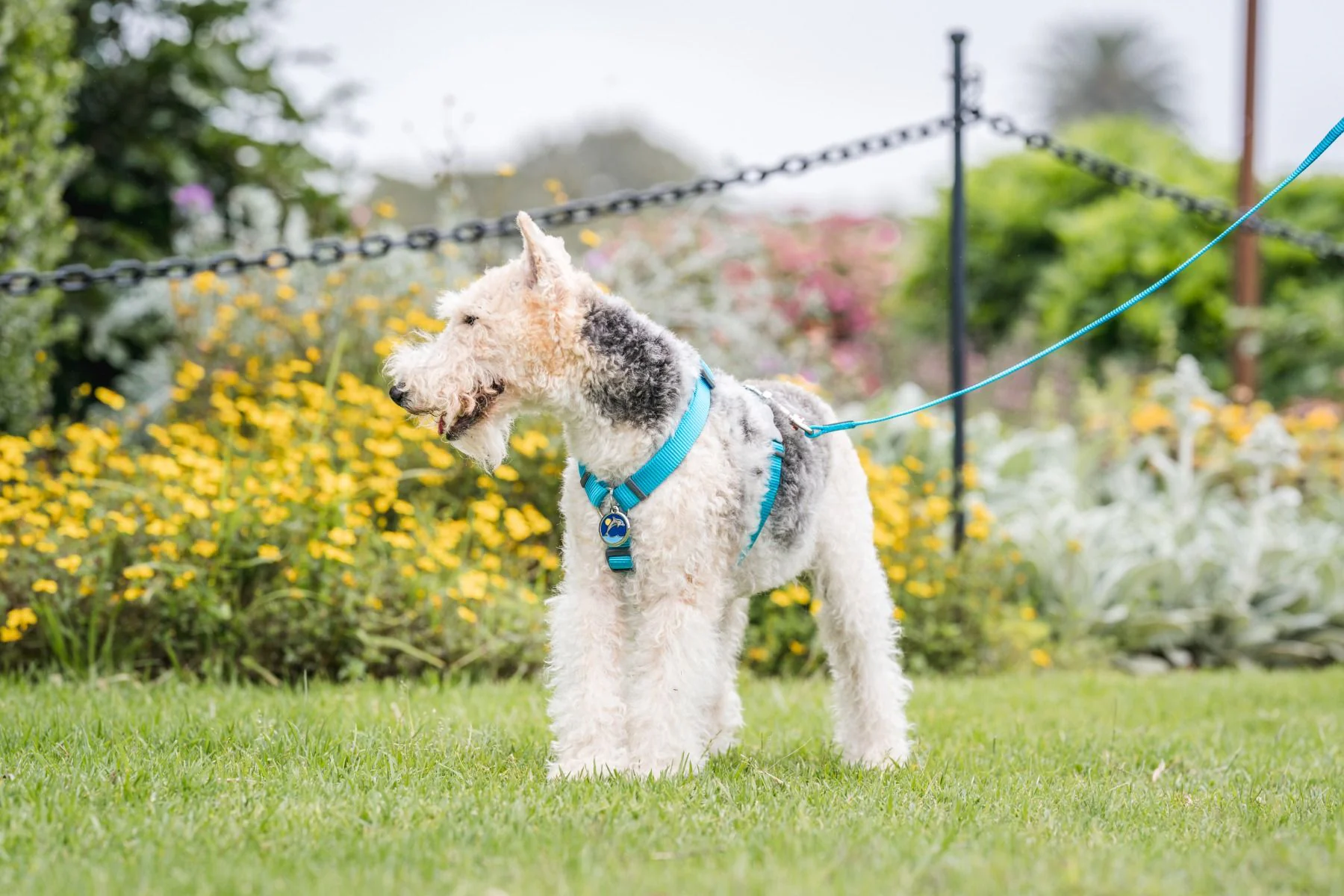 Red Dingo ID Tag Dolphin - Image 2
