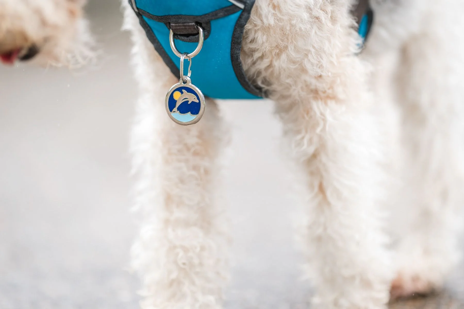 Red Dingo ID Tag Dolphin - Image 3