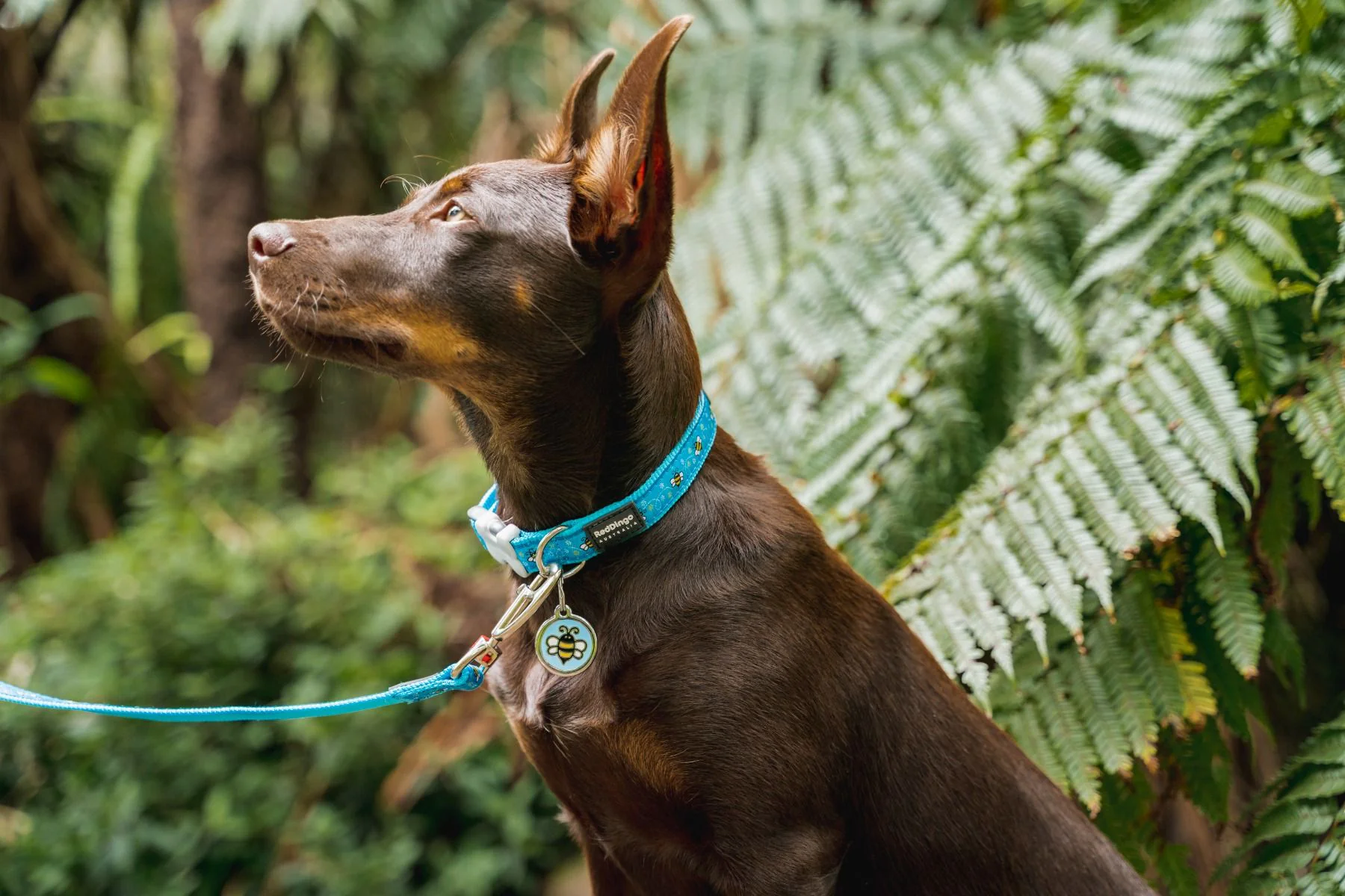 Red Dingo ID Tag Bumble Bee - Image 5