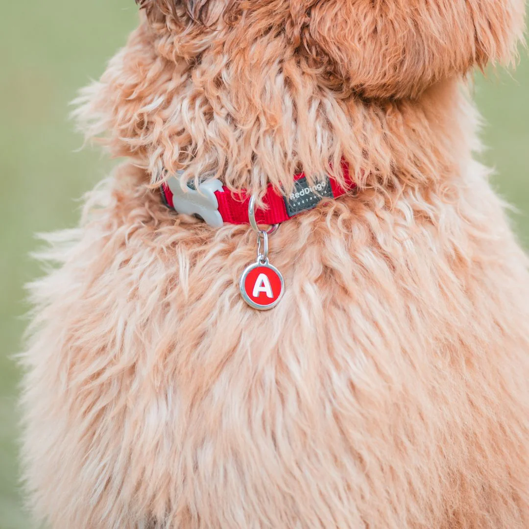 Red Dingo ID Tag Q Alphabet Letter - Image 3