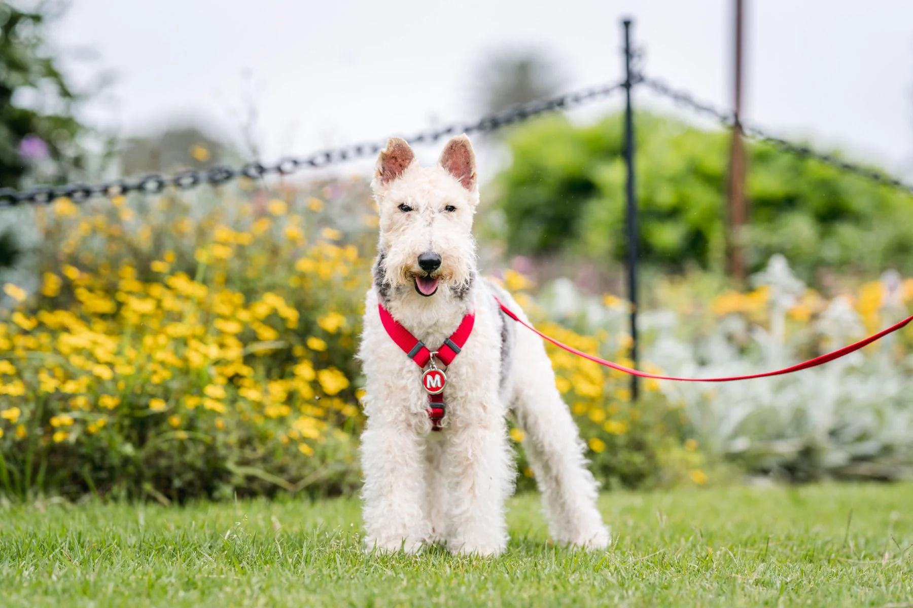 Red Dingo ID Tag Q Alphabet Letter - Image 4