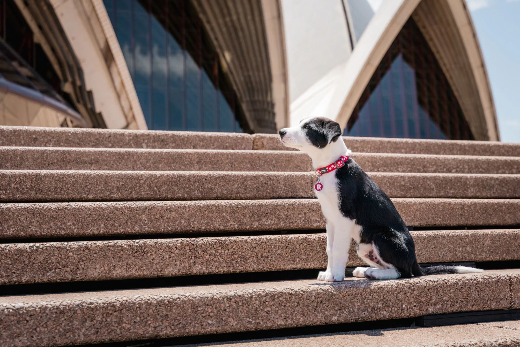 Red Dingo ID Tag D Alphabet Letter - Image 2