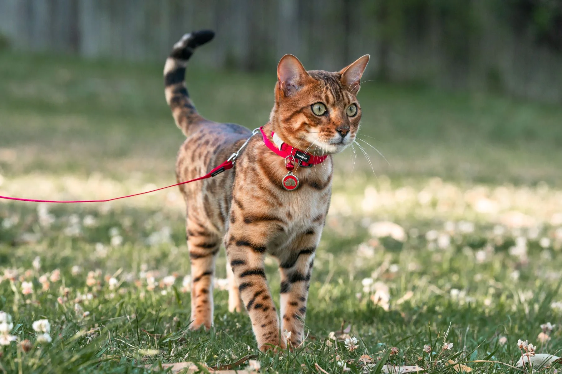 Red Dingo ID Tag Kitten - Image 2