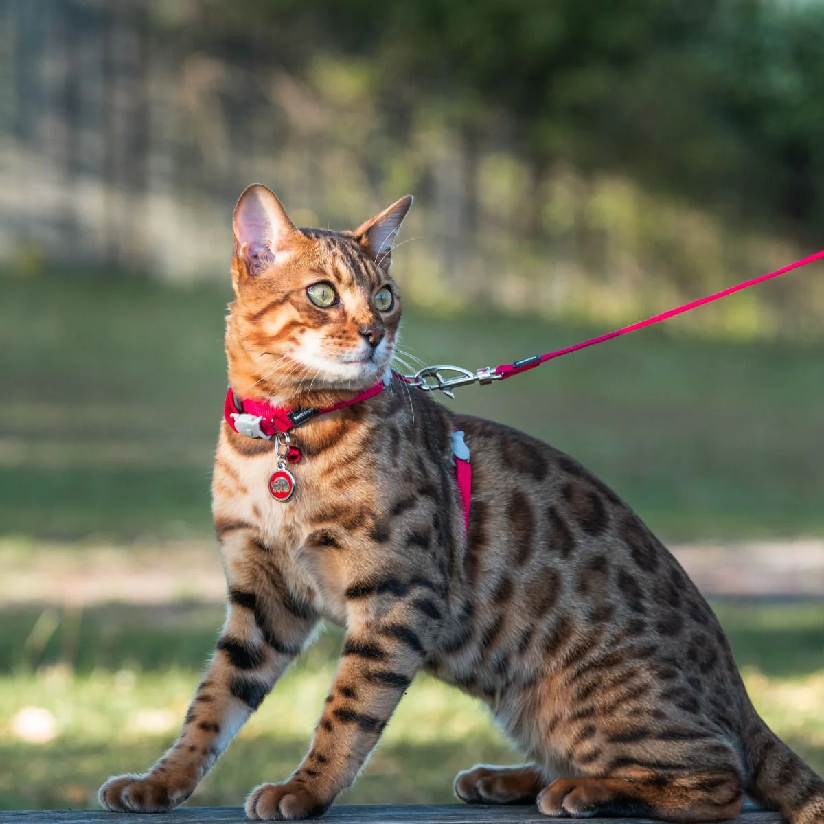 Red Dingo ID Tag Kitten - Image 3