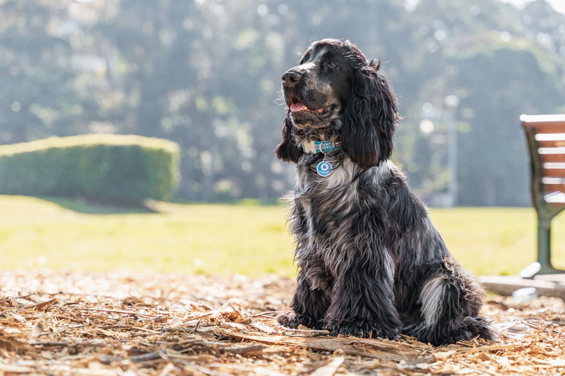 Red Dingo ID Tag Monster - Image 6