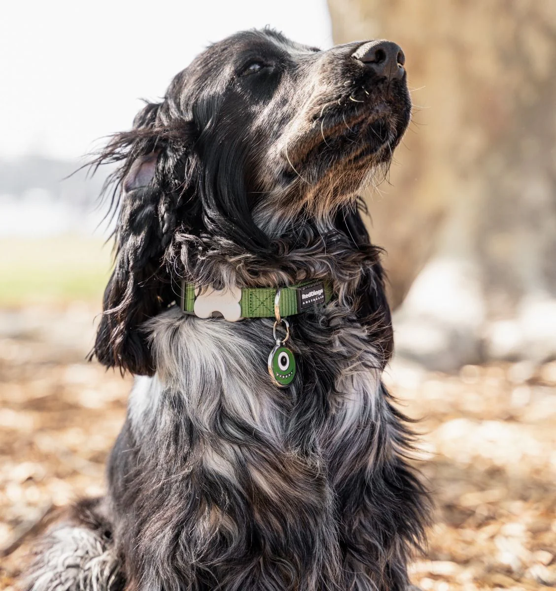 Red Dingo Dog Collar Plain Green - Image 4