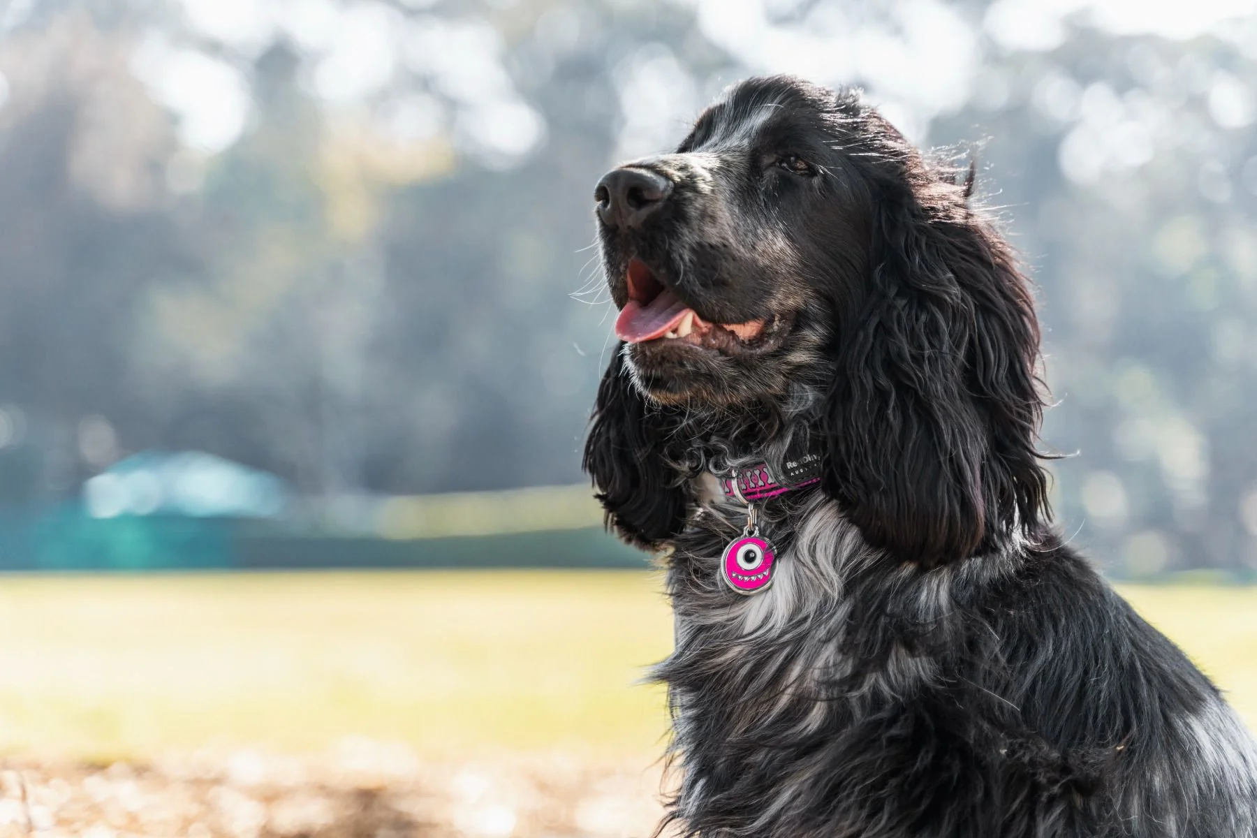 Red Dingo ID Tag Monster - Image 7