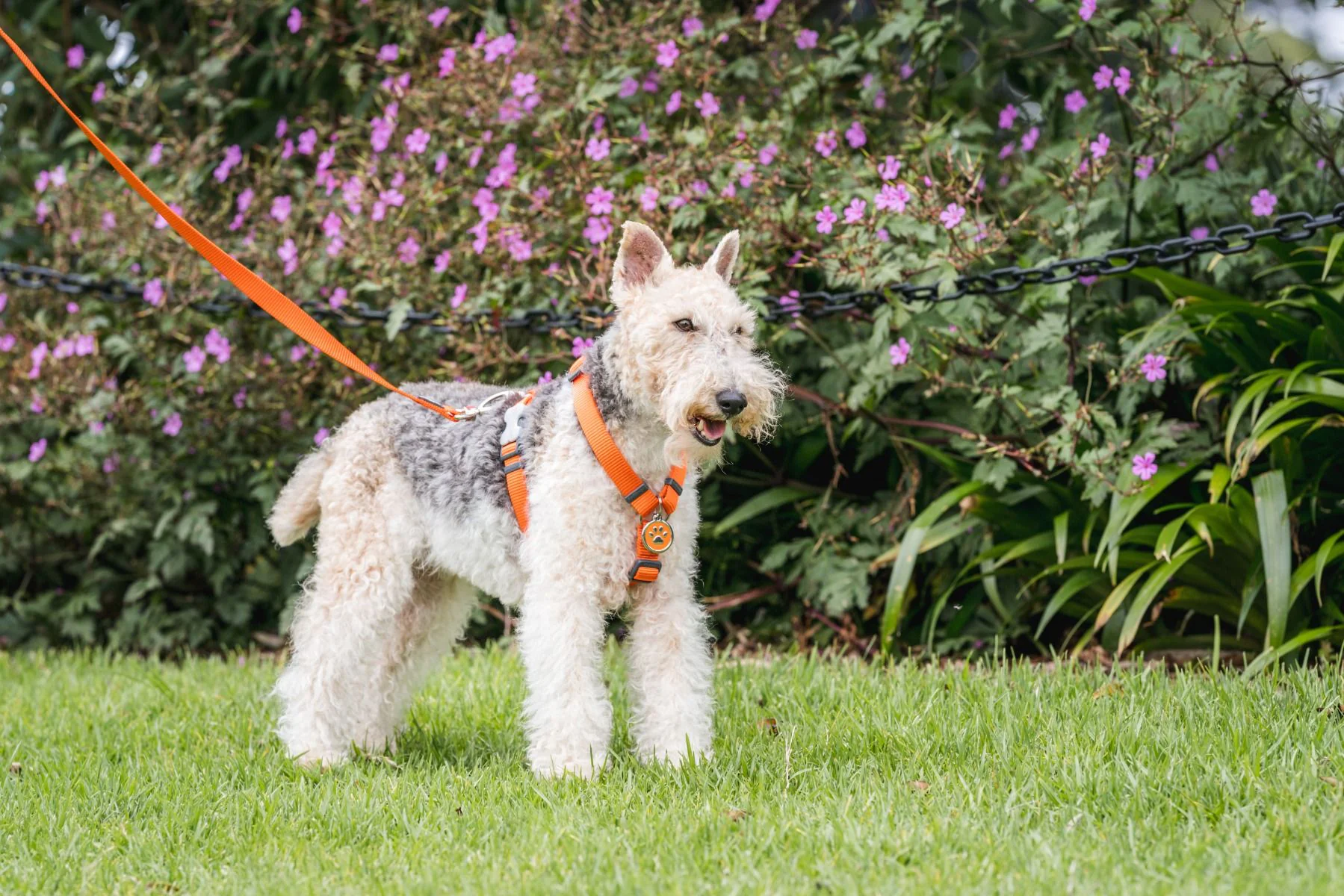 Red Dingo ID Tag Paw Print - Image 5