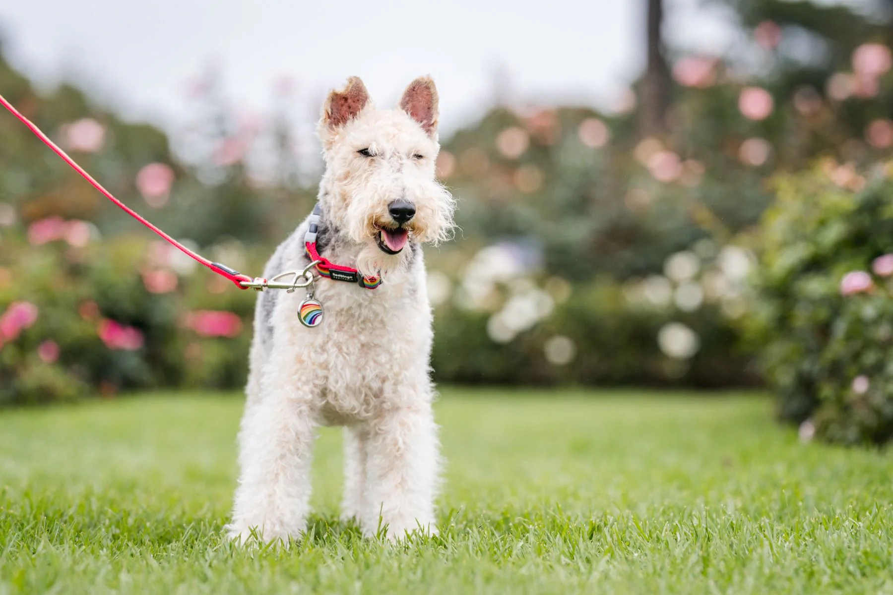 Red Dingo ID Tag Rainbow - Image 2