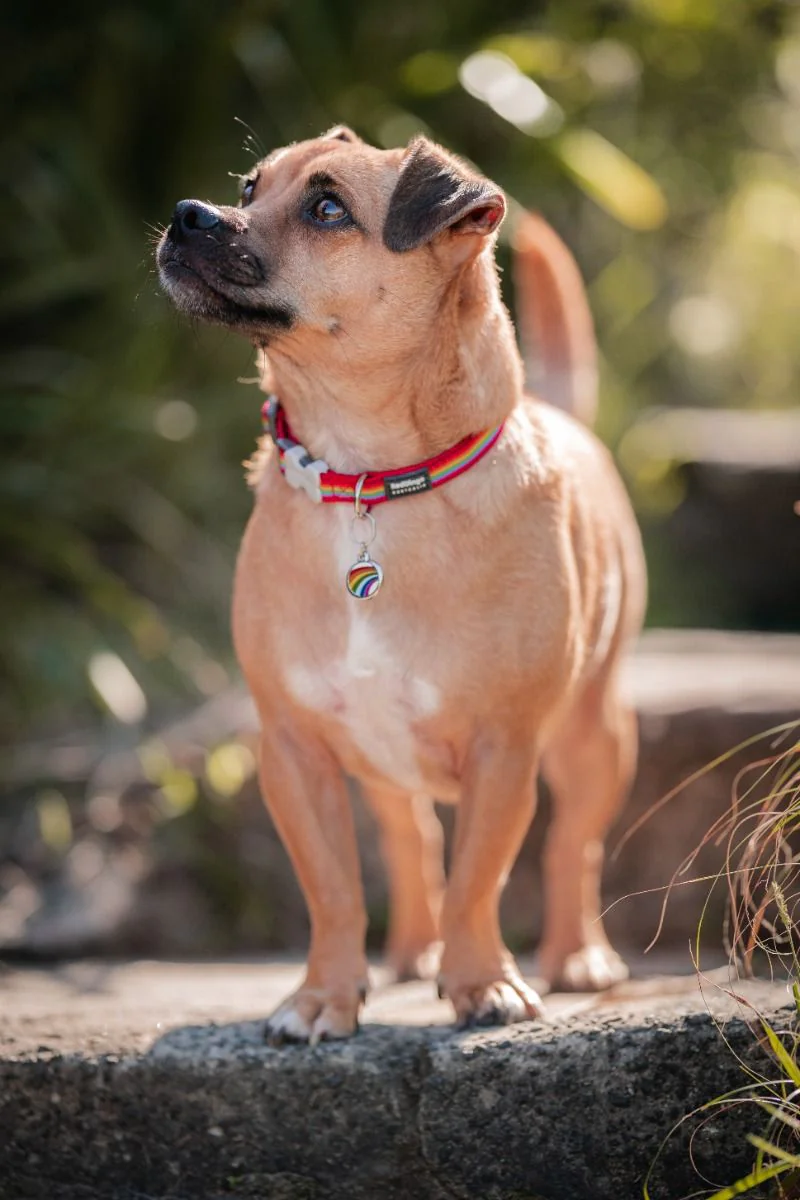 Red Dingo ID Tag Rainbow - Image 3
