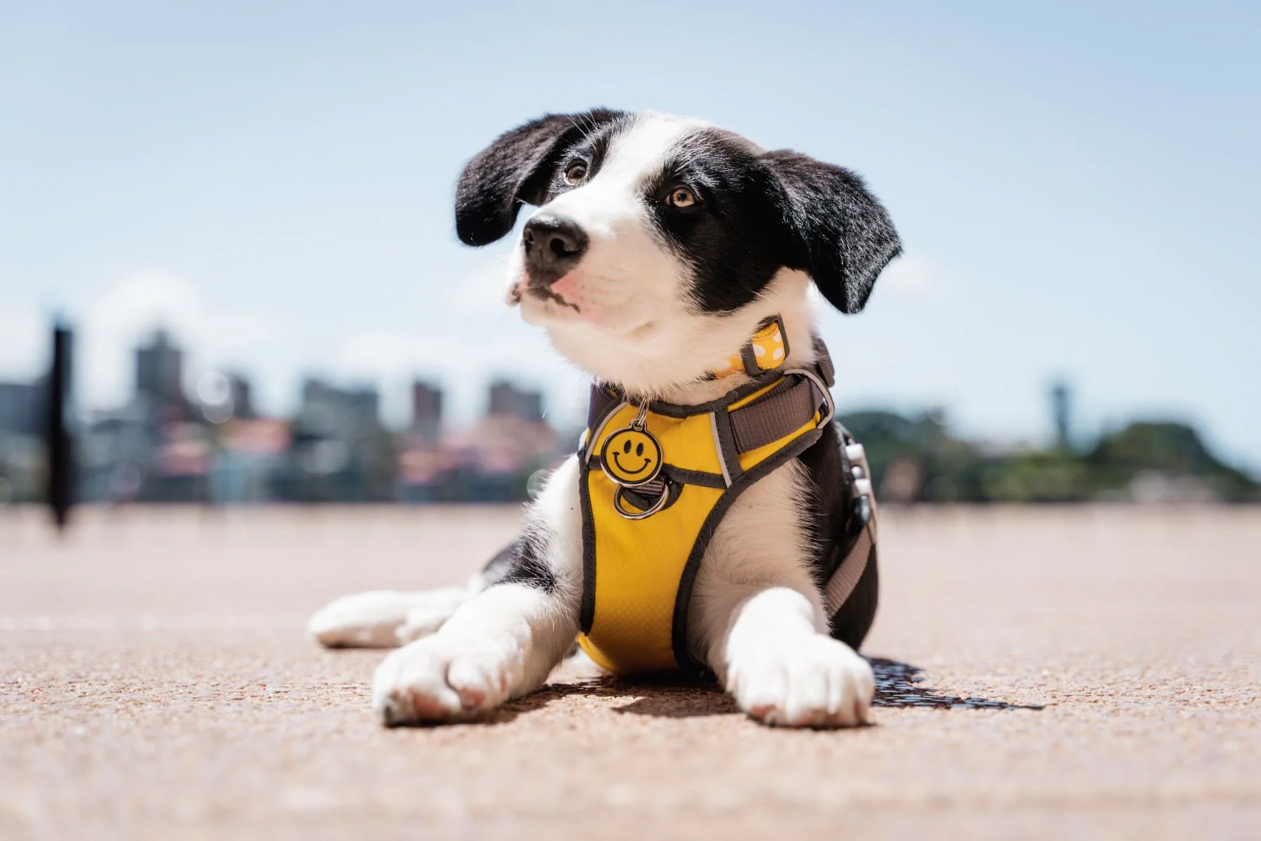Red Dingo ID Tag Smiley Face - Image 2