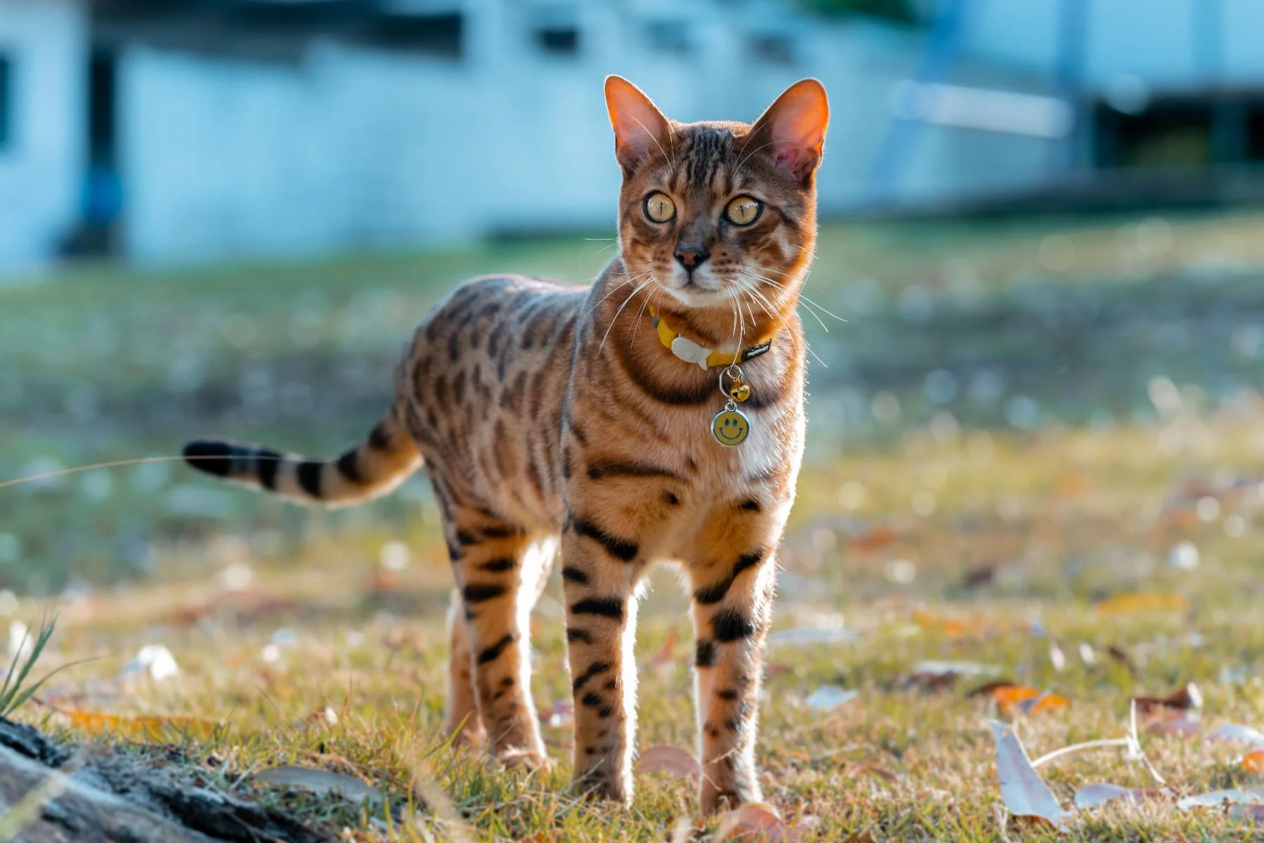 Red Dingo ID Tag Smiley Face - Image 3