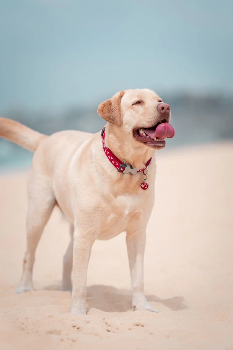 Red Dingo ID Tag Star - Image 3