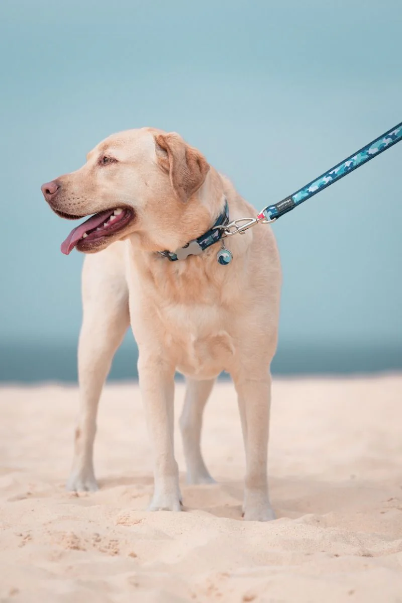 Red Dingo ID Tag Wave - Image 2