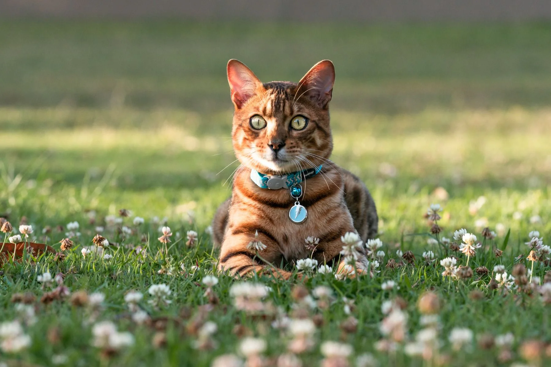 Red Dingo ID Tag Flash - Image 2