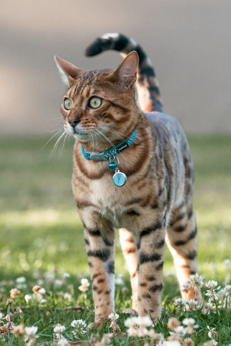 Red Dingo ID Tag Flash - Image 3