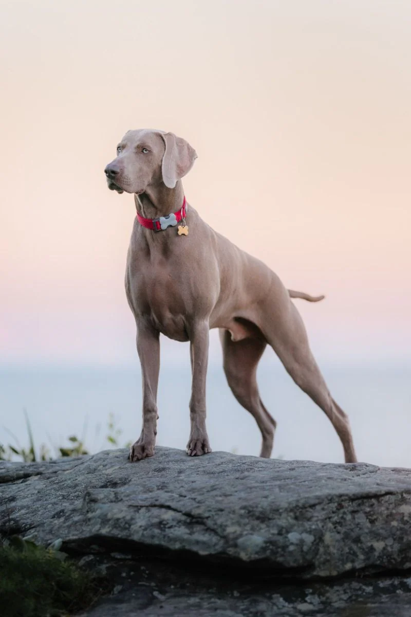 Red Dingo ID Tag Brass Bone - Image 2