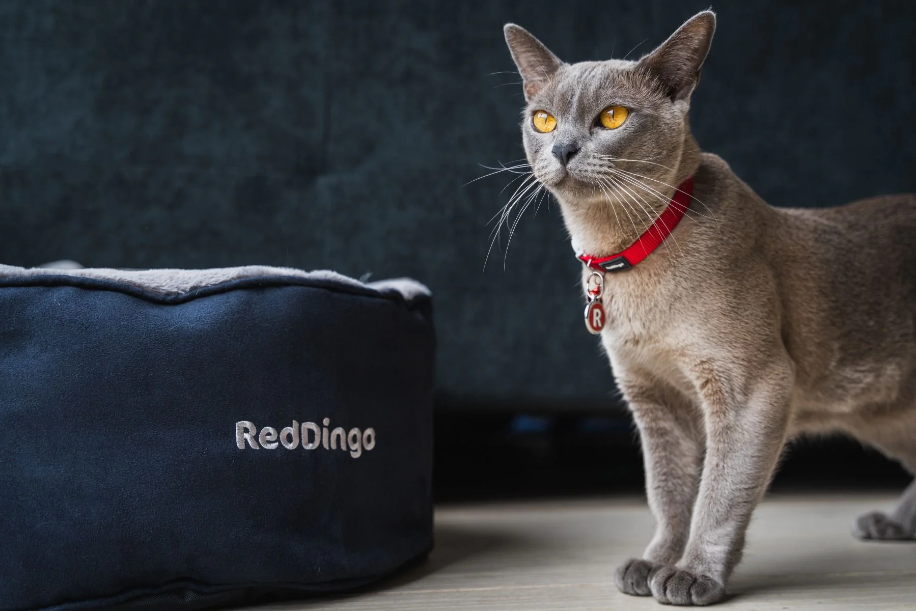Red Dingo Premium Cat Bed Black - Image 3