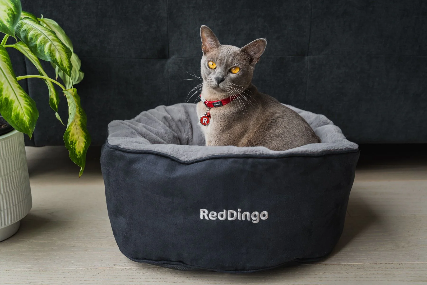 Red Dingo Premium Cat Bed Black - Image 4