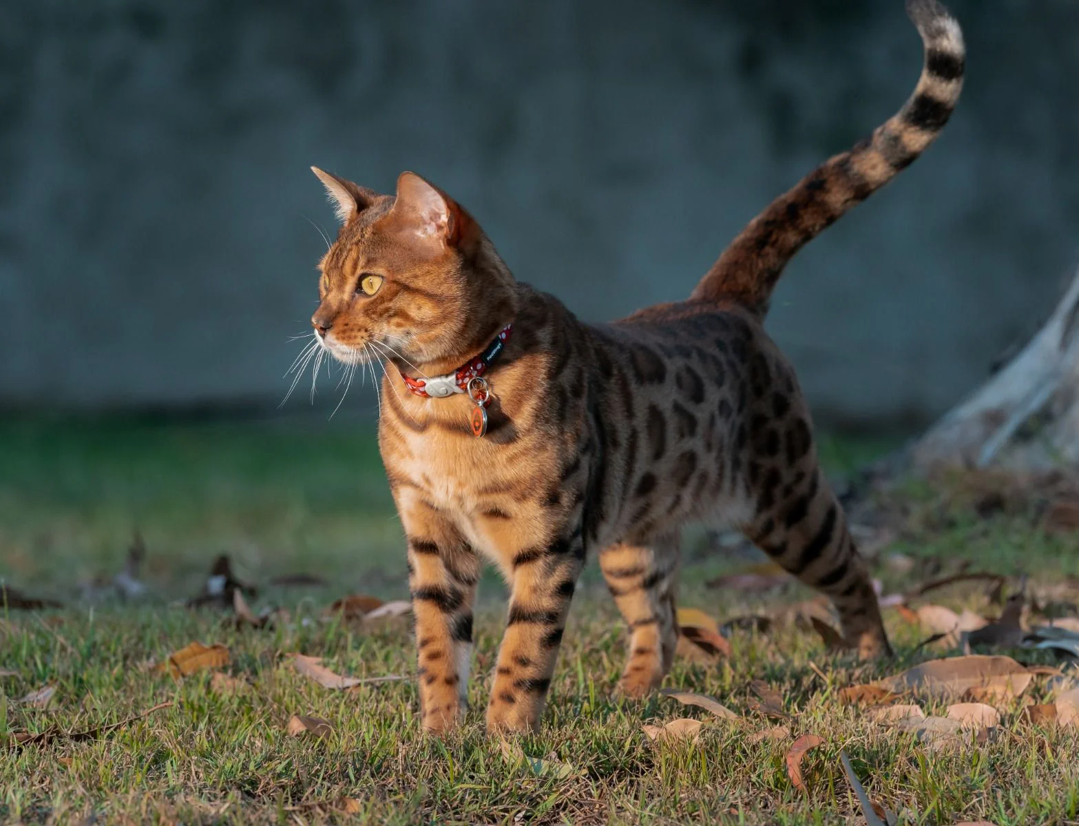 Red Dingo Cat Collar White Spots On Red - Image 3