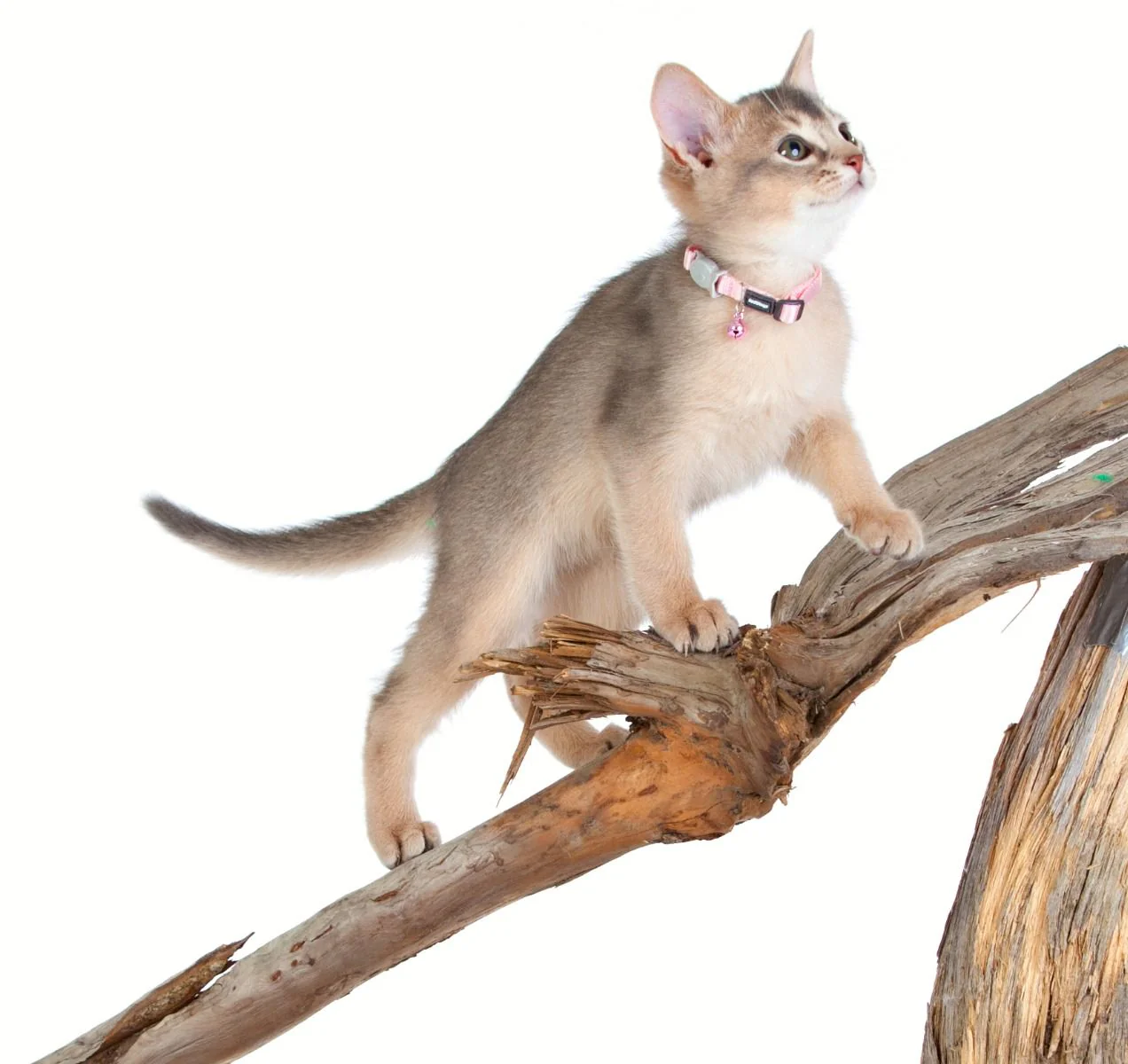 Red Dingo Kitten Collar Plain Pink - Image 3