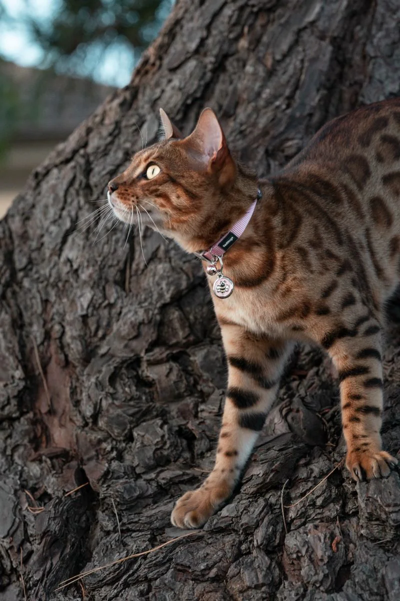 Red Dingo Cat Collar Plain Pink - Image 3