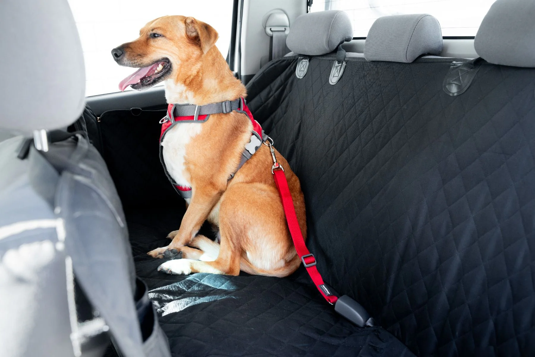 Red Dingo Dog Car Restraint Plain Black - Image 2