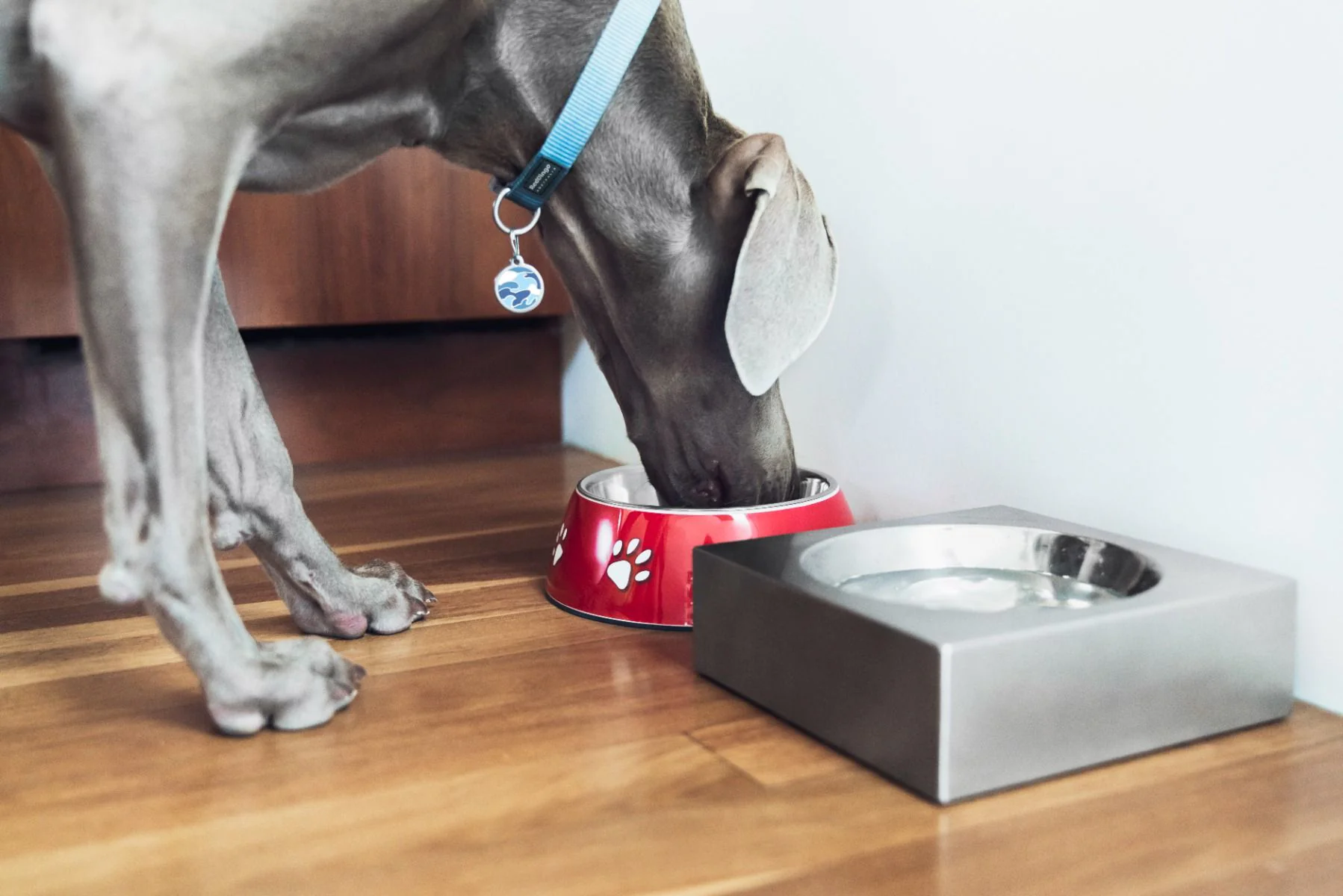 Red Dingo Dog Bowl Stainless Steel - Image 2
