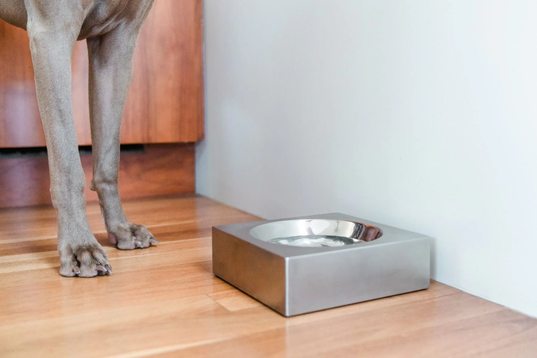 Red Dingo Dog Bowl Stainless Steel - Image 3