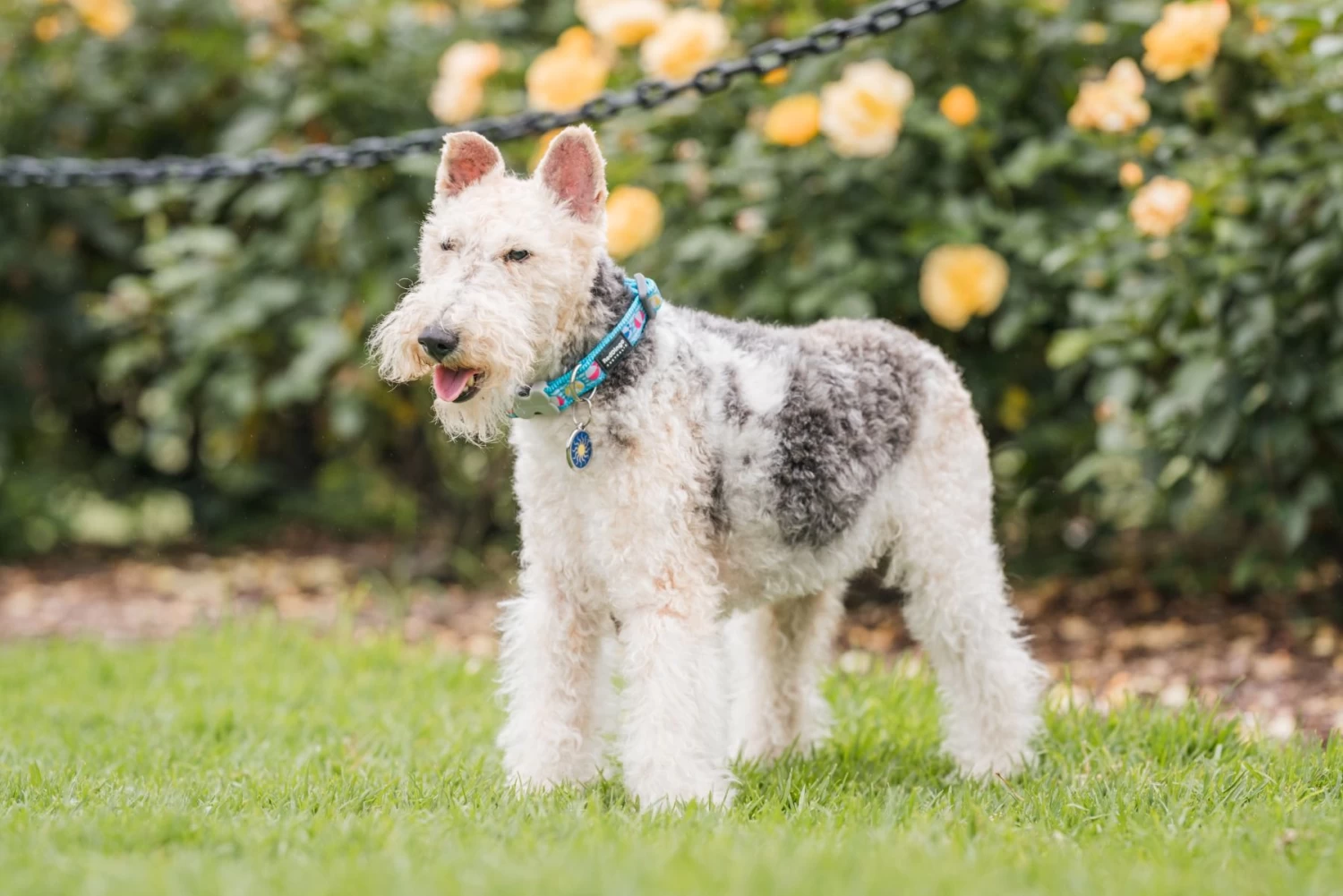 Red Dingo Cat Collar Blue Spots On Brown - Image 8