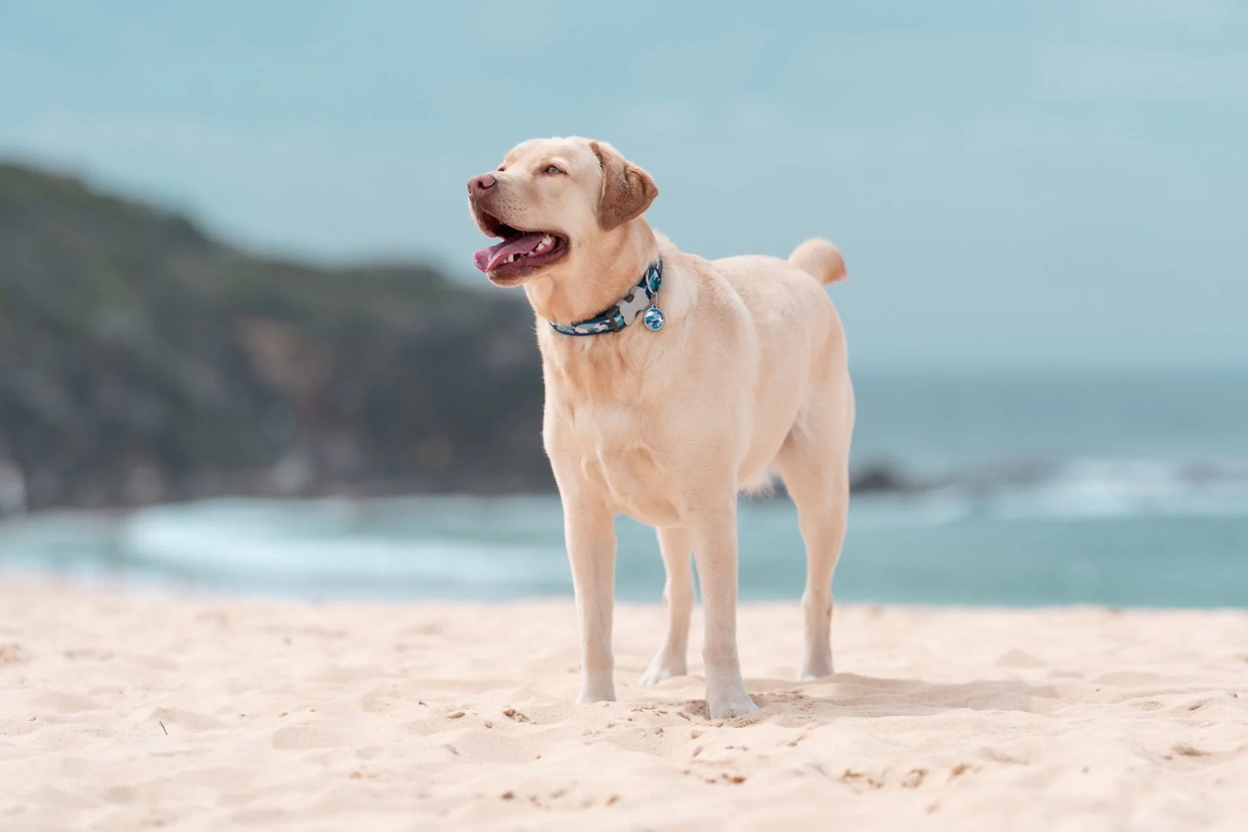 Red Dingo ID Tag Camouflage - Image 4