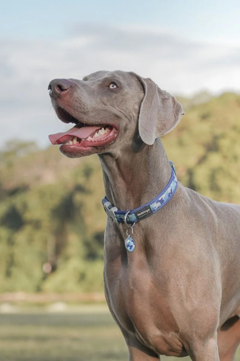 Red Dingo Dog Collar Camouflage Dark Blue - Image 4
