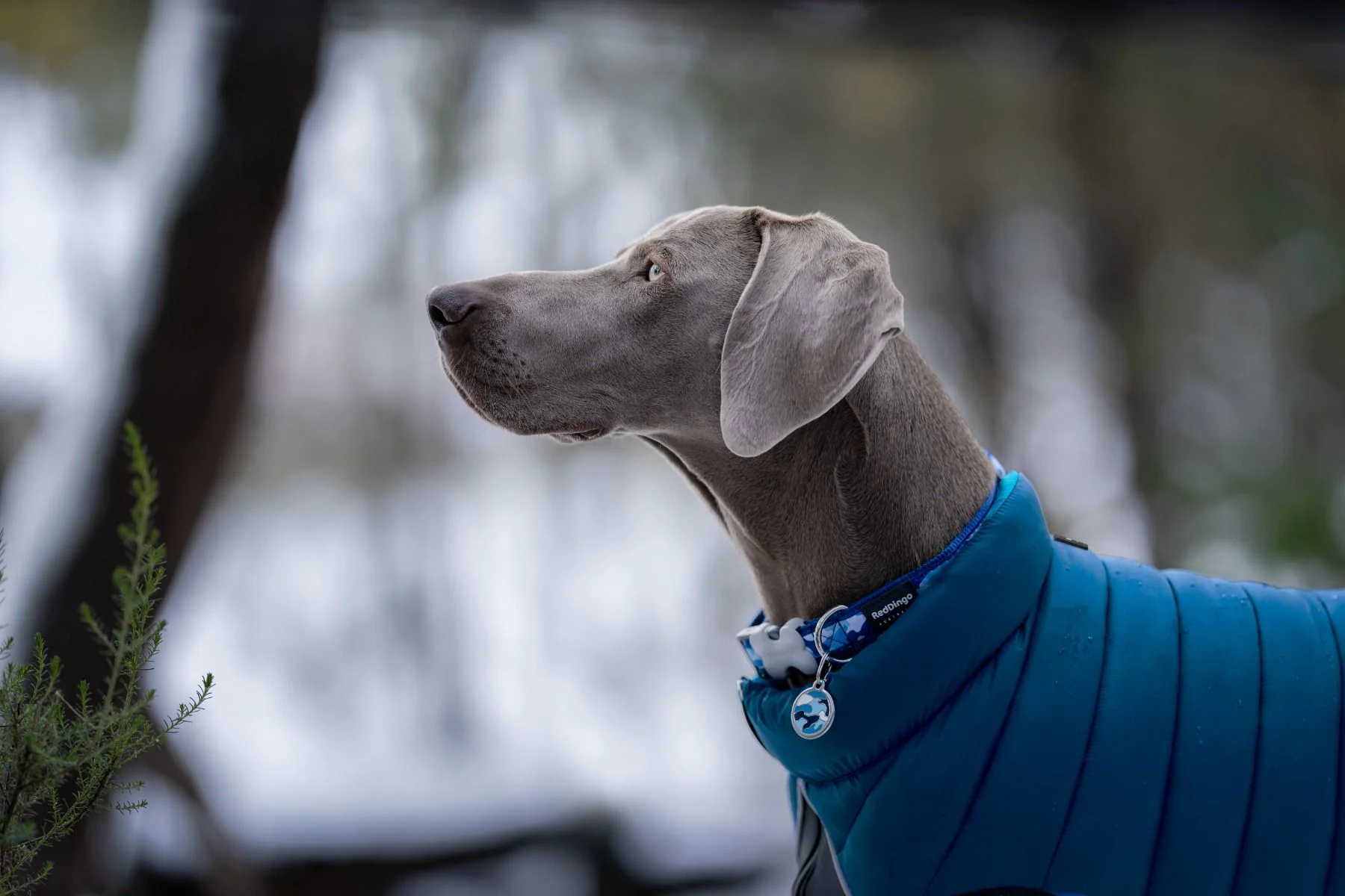 Red Dingo Dog Collar Camouflage Dark Blue - Image 5