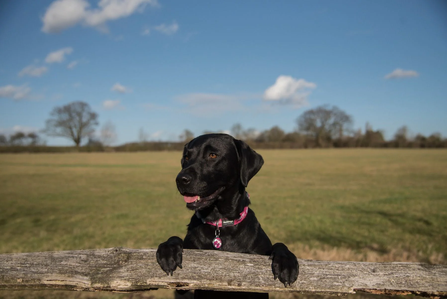 Red Dingo ID Tag Camouflage - Image 3