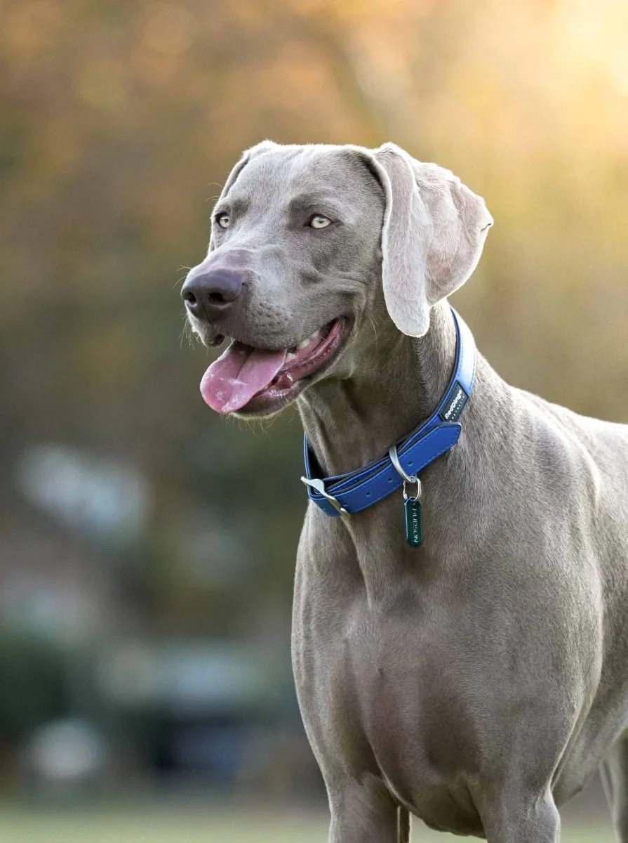 Red Dingo ID Tag Ti-Coated Rectangle - Image 2