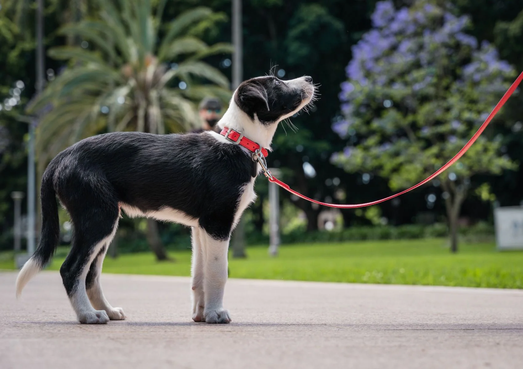 Red Dingo Dog Collar Vegan Leather Red - Image 2