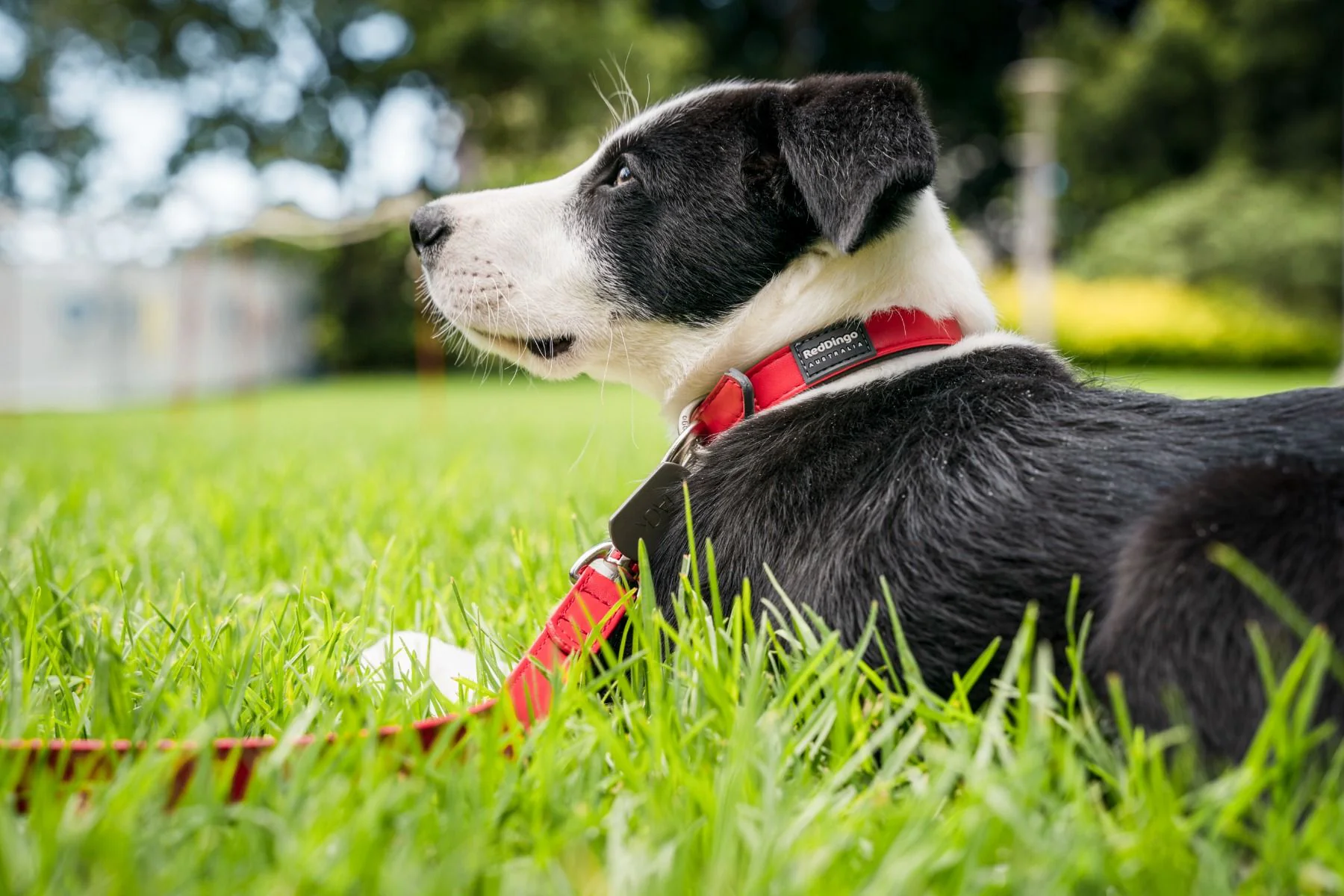 Red Dingo Dog Collar Vegan Leather Red - Image 3
