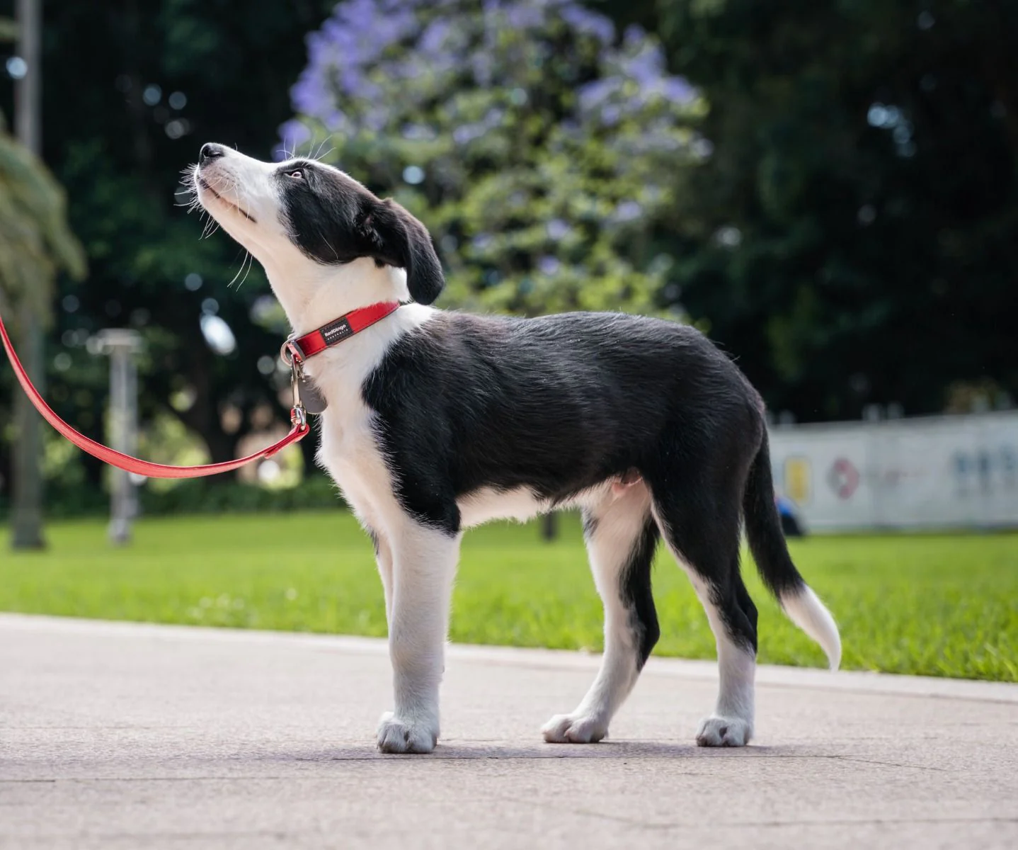 Red Dingo Titanium ID Tag Rectangle - Image 2