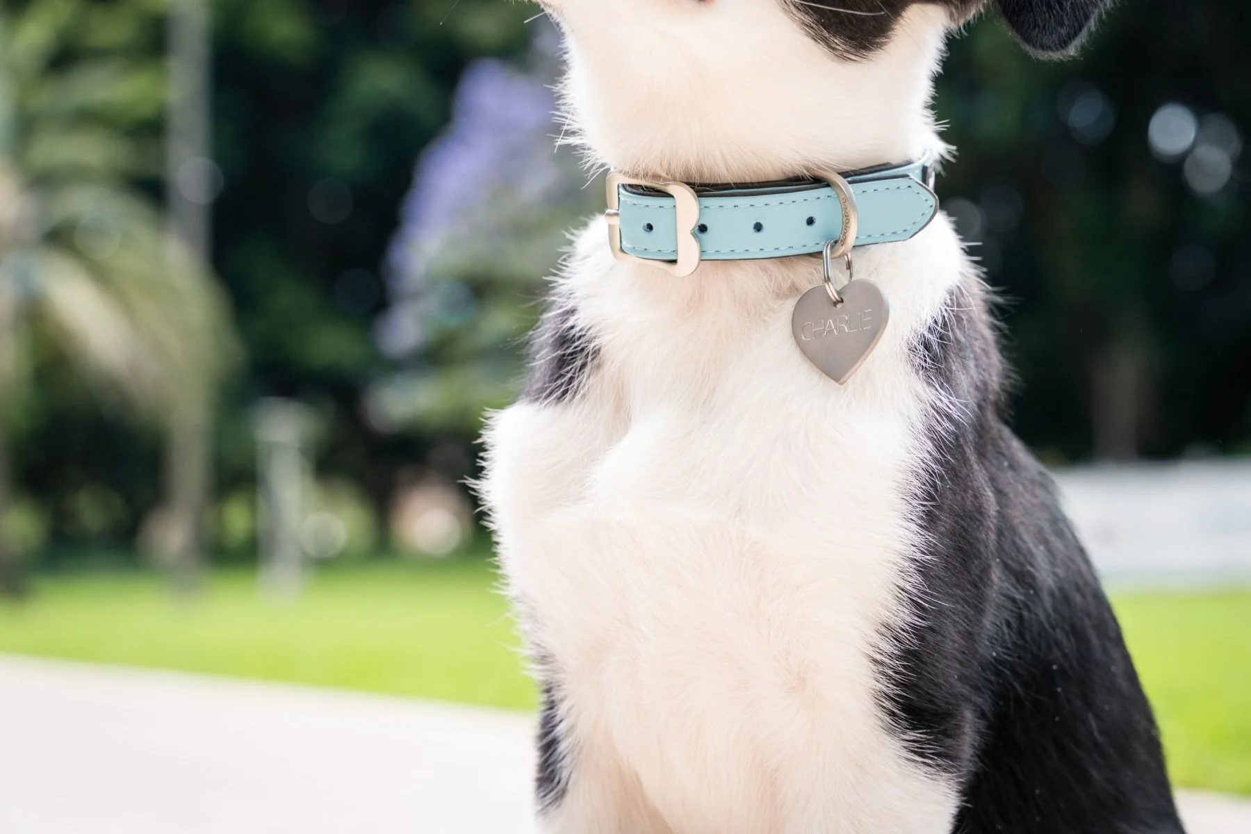 Red Dingo Dog Collar Vegan Leather Turquoise - Image 3