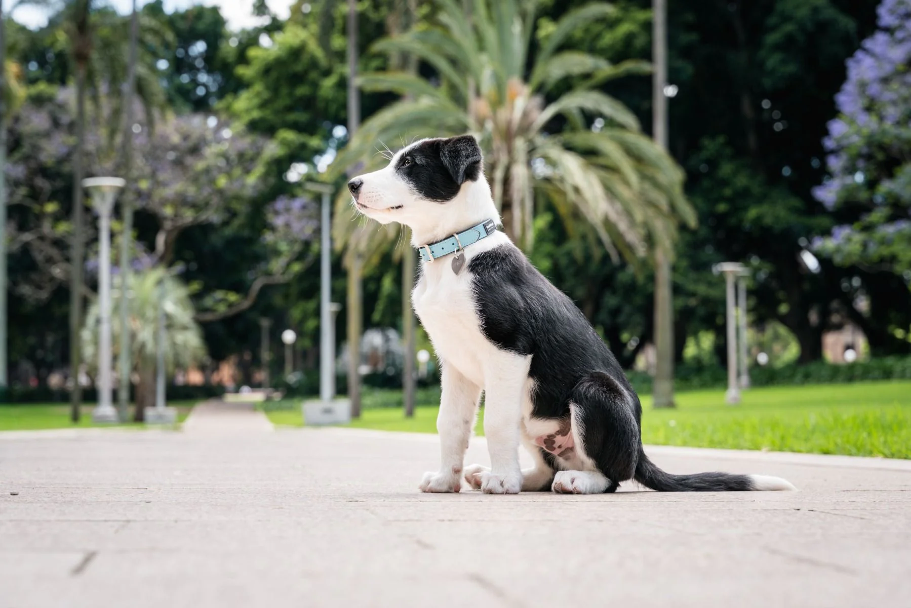 Red Dingo Dog Collar Vegan Leather Turquoise - Image 2