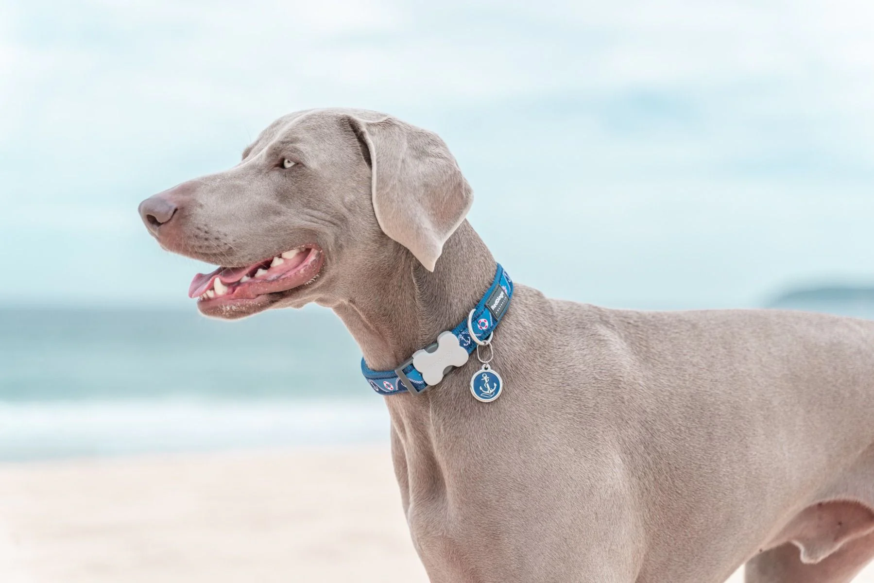 Red Dingo Dog Collar Nautical Dark Blue - Image 3