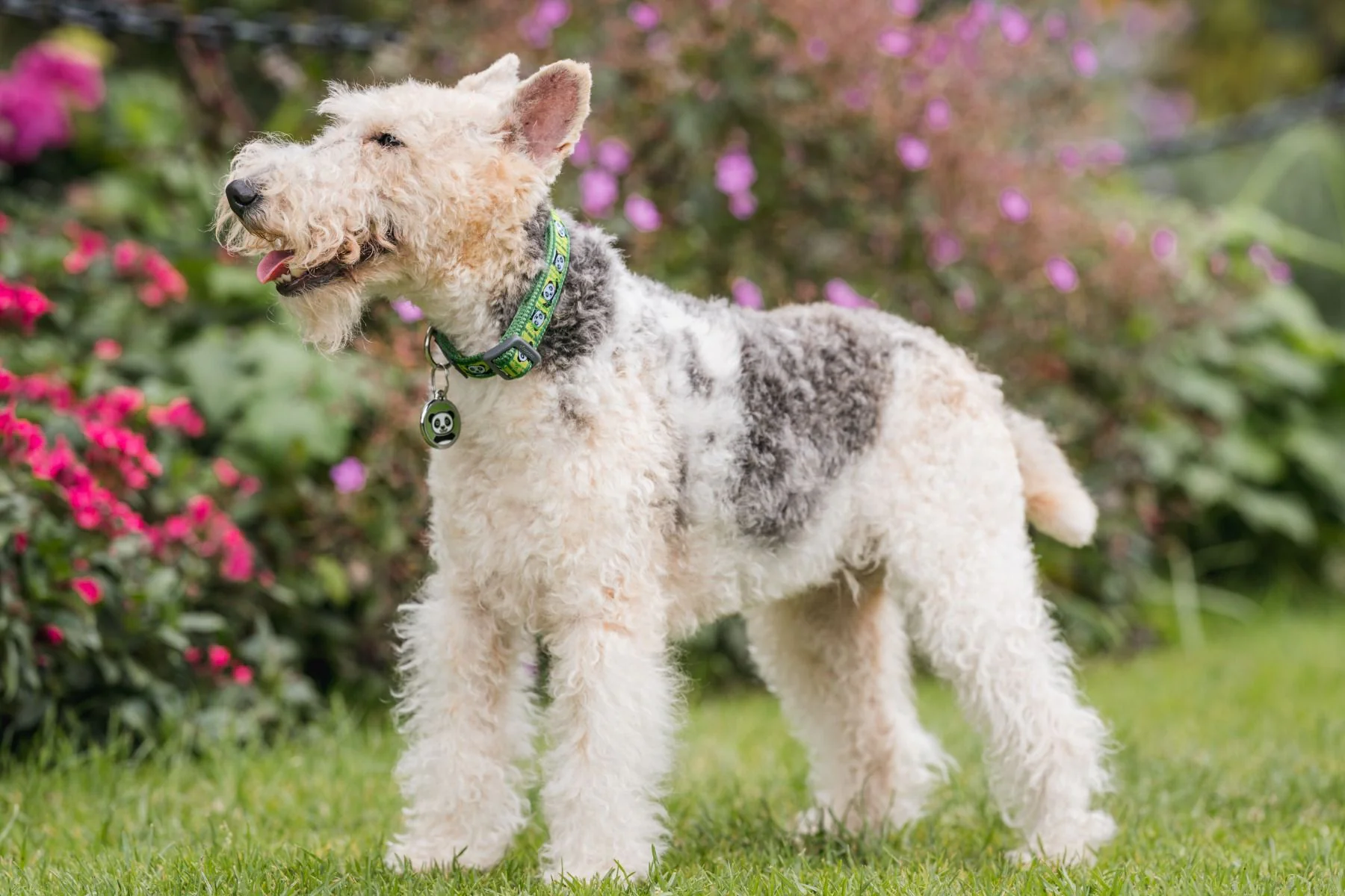 Red Dingo Dog Collar Panda Green - Image 3