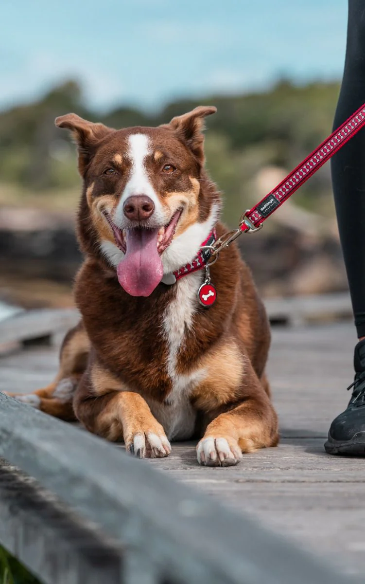 Red Dingo Dog Lead Reflective Bones Red - Image 3