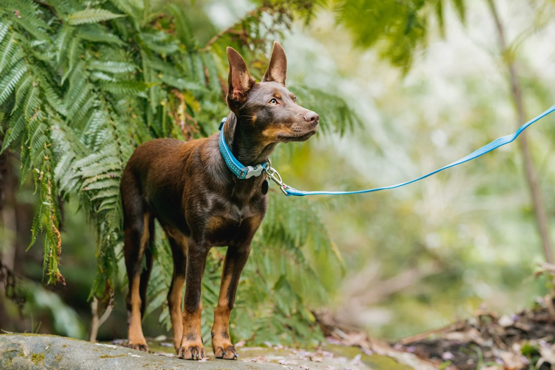 Red Dingo Dog Collar Reflective Bones Turquoise - Image 3