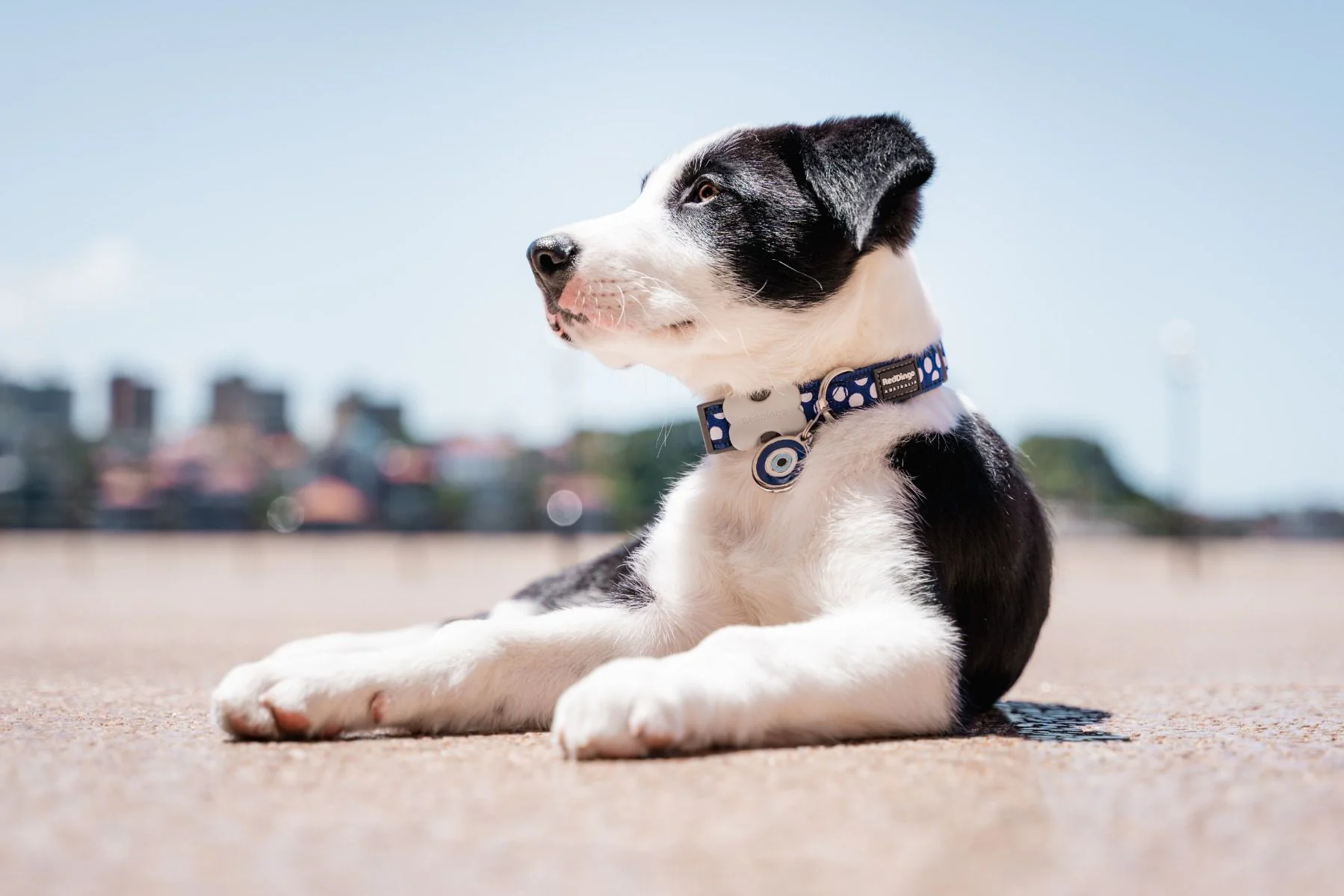 Red Dingo Dog Collar White Spots On Dark Blue - Image 3