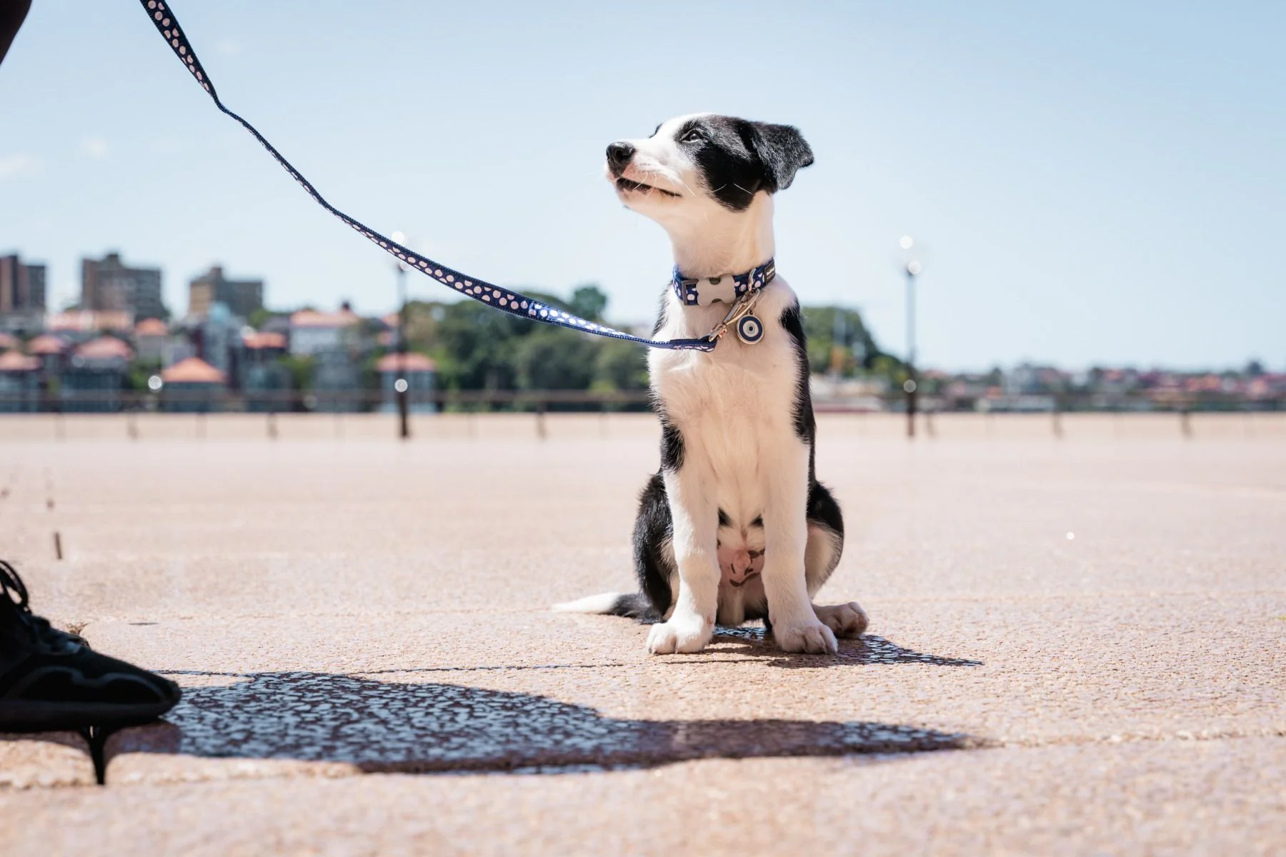Red Dingo Dog Collar White Spots On Dark Blue - Image 4