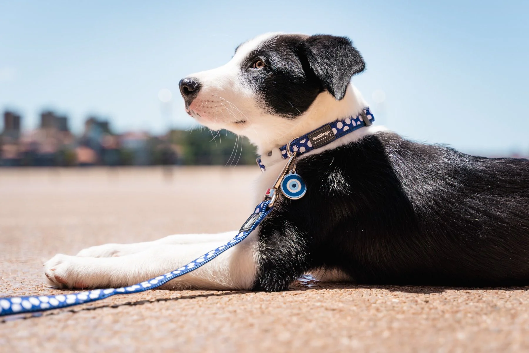 Red Dingo Dog Collar White Spots On Dark Blue - Image 5