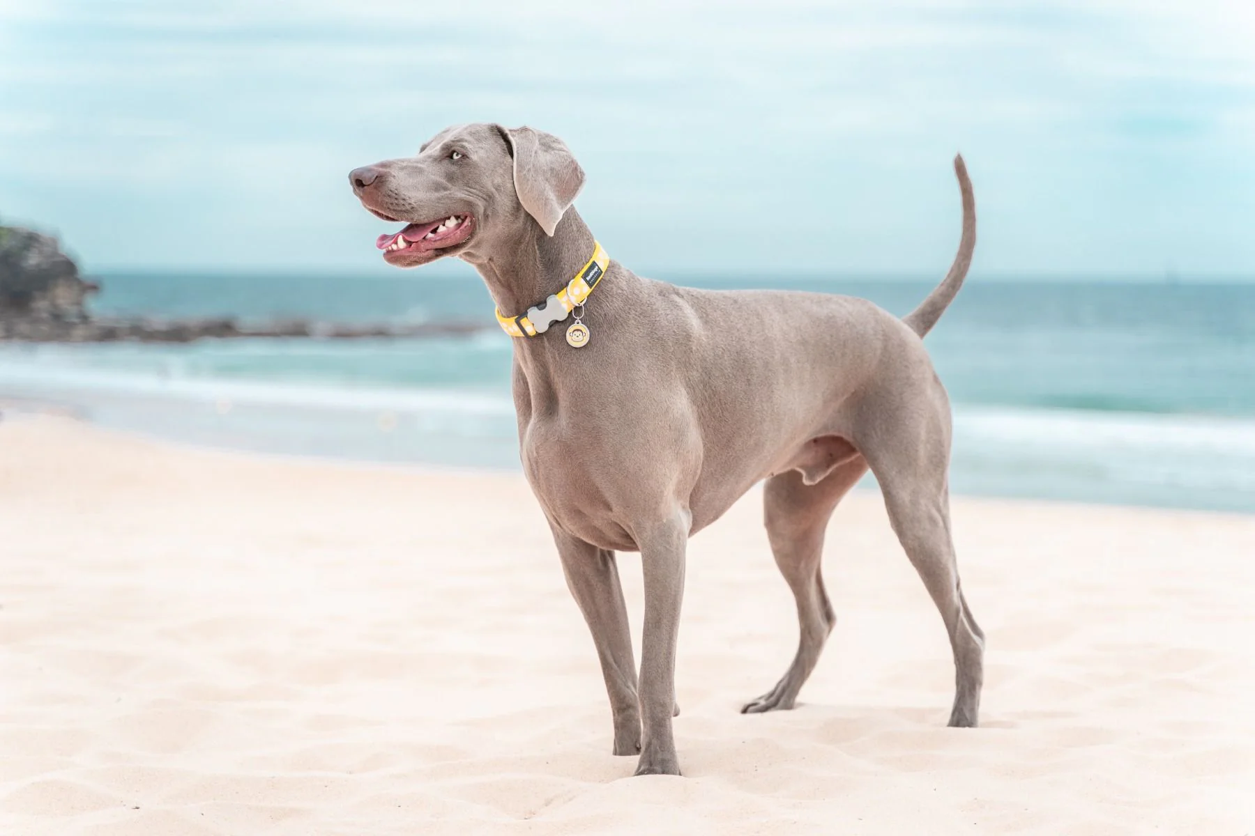 Red Dingo Dog Collar White Spots On Yellow - Image 3